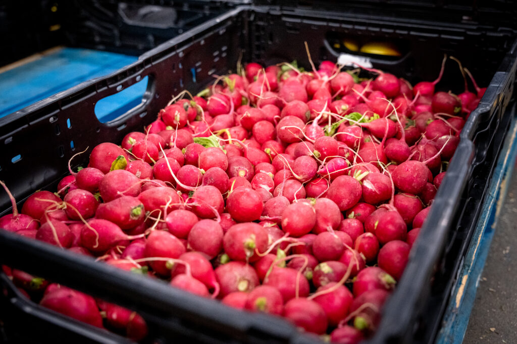 Lebensmittelsicherheit bei Obst und Gemüse. Box voller Radieschen